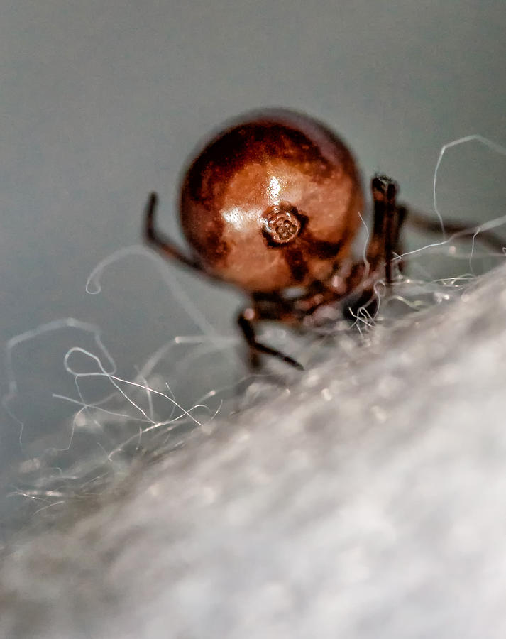Spider Tush Photograph by Steve Harrington