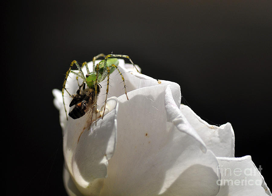 Spider vs Bee on Rose Photograph by Clayton Bruster