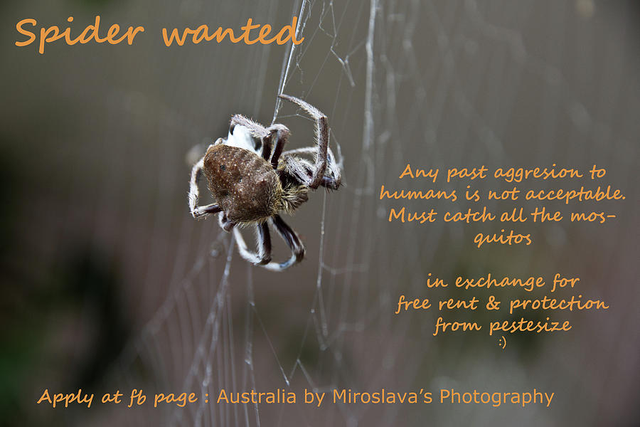 Spider Photograph - Spider Wanted  by Miroslava Jurcik