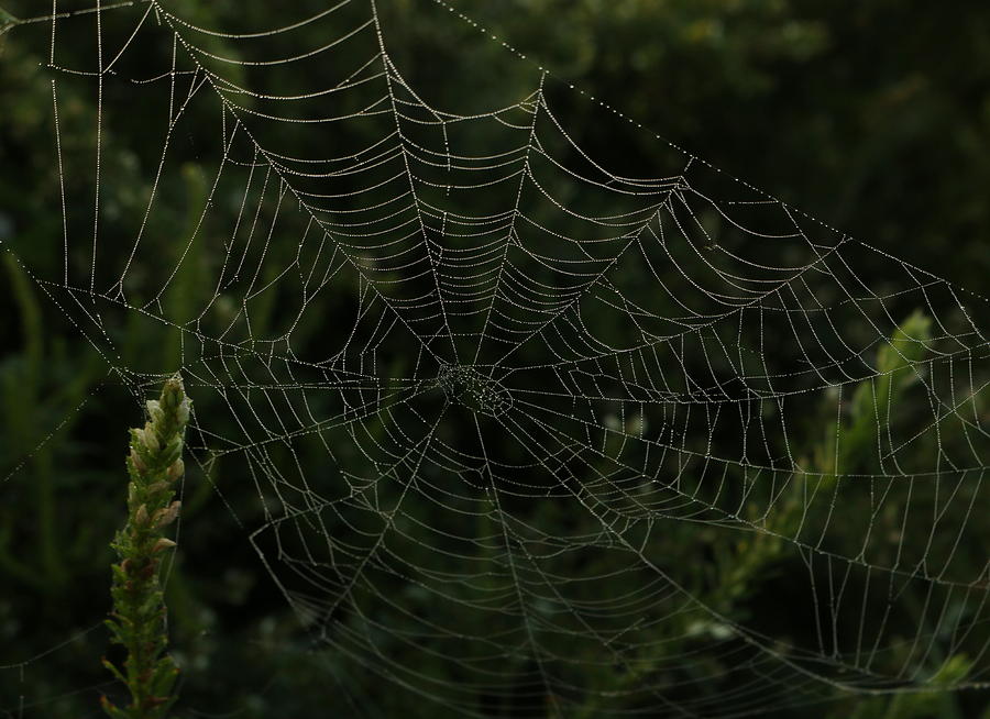 Spider Web 1 Photograph by Rose Benson