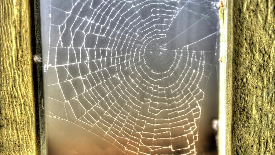 Spider Web 2 Photograph by Jerry Sodorff