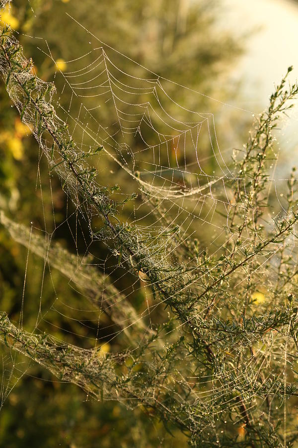 Spider Web 2 Photograph by Rose Benson