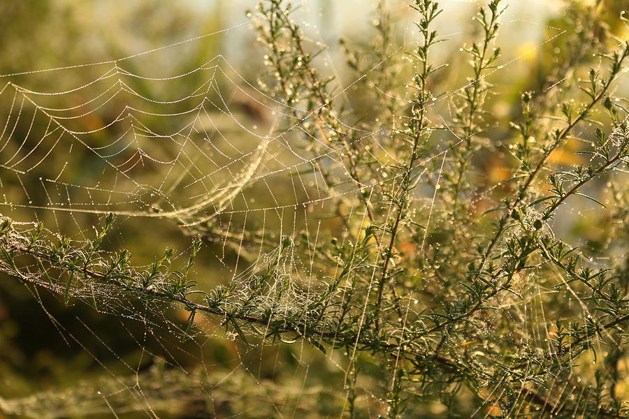 Spider Web 3 Photograph by Rose Benson