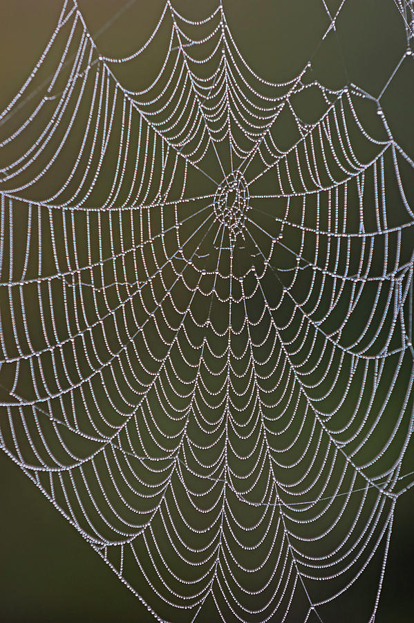 Spider Web and Morning Dew Photograph by Juergen Roth
