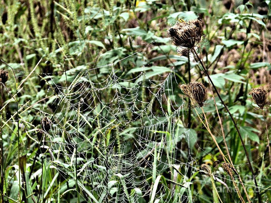 Spider Web And Thistle Photograph