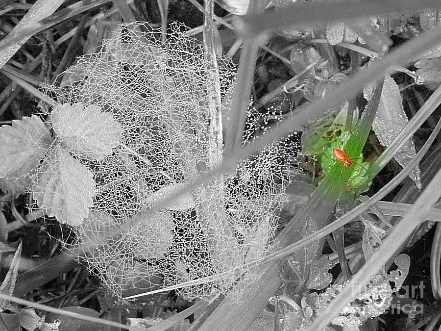 Spider Photograph - Spider Web by Anita Goel