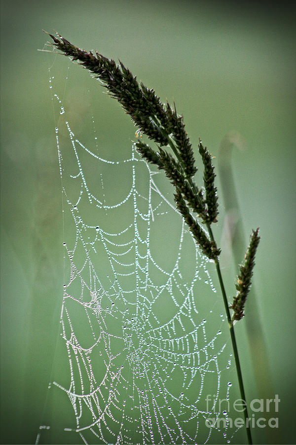 Spider Web Art by Nature Photograph by Ella Kaye Dickey