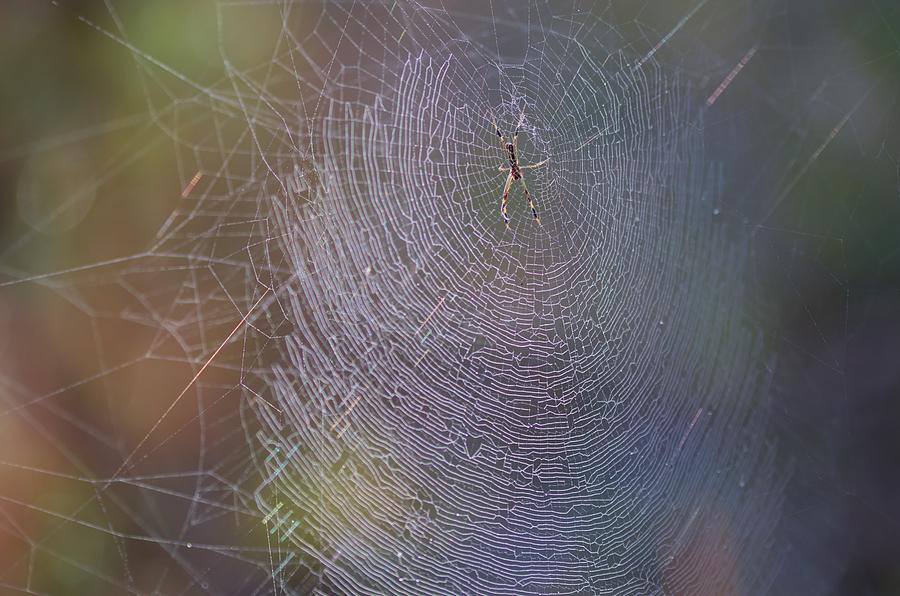 Spider Web at Dawn Photograph by Warren Thompson
