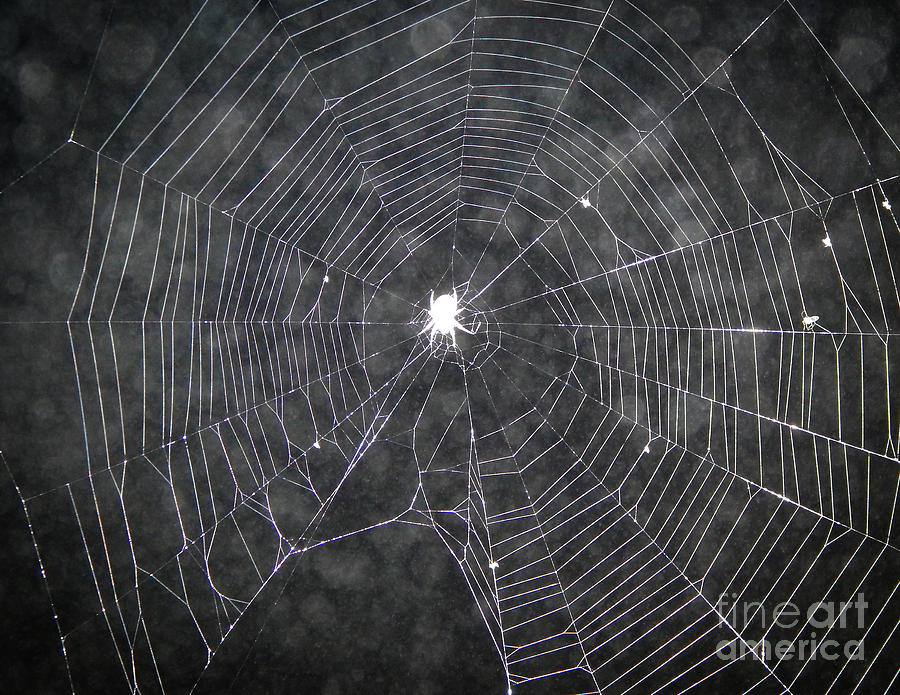 Spider Web At Night Photograph by Phil Perkins