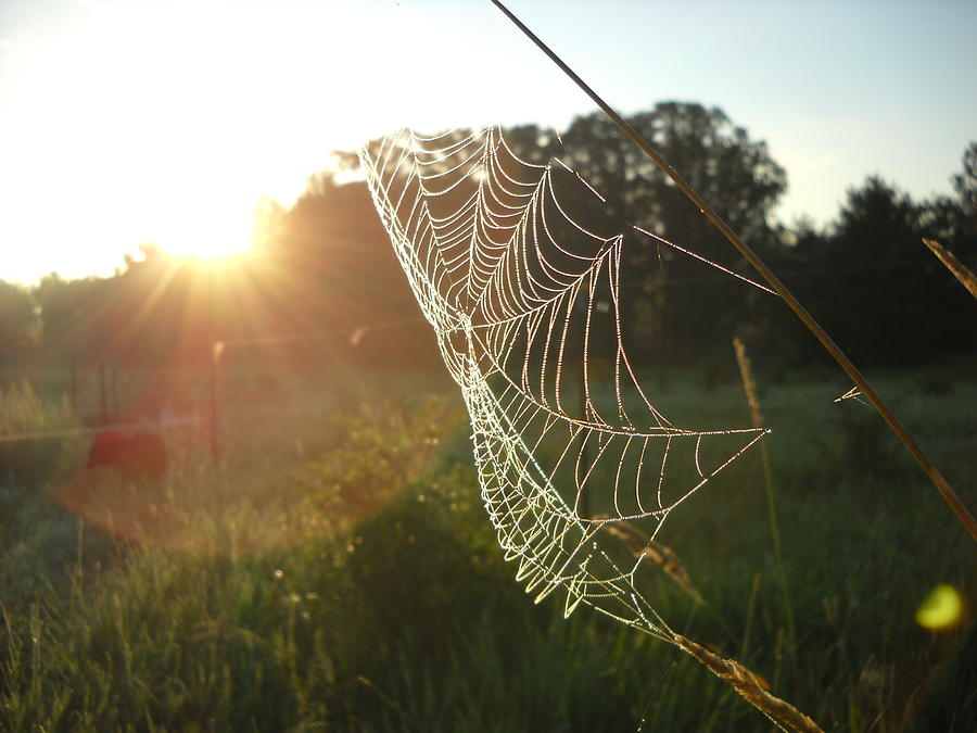 Spider Web at Sunrise Photograph by Kent Lorentzen