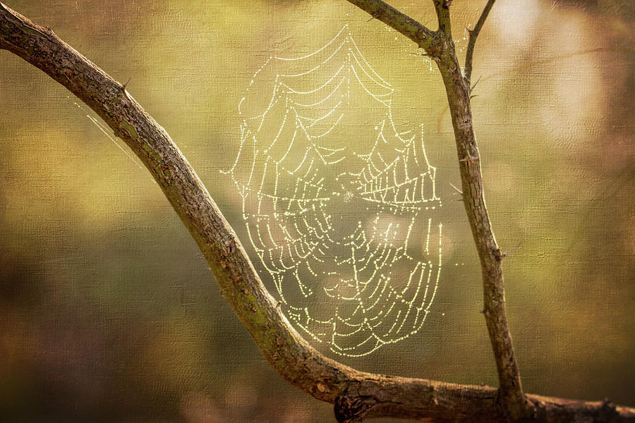 Spider Web Between the Limbs Photograph by Debra Martz