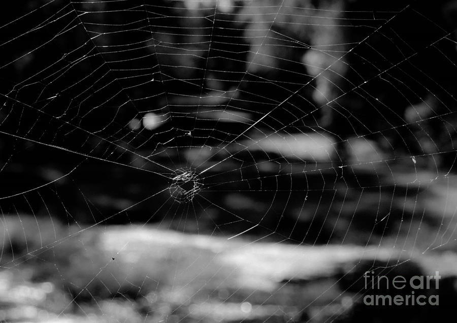 Spider Web Black White Photograph by Andrea Anderegg