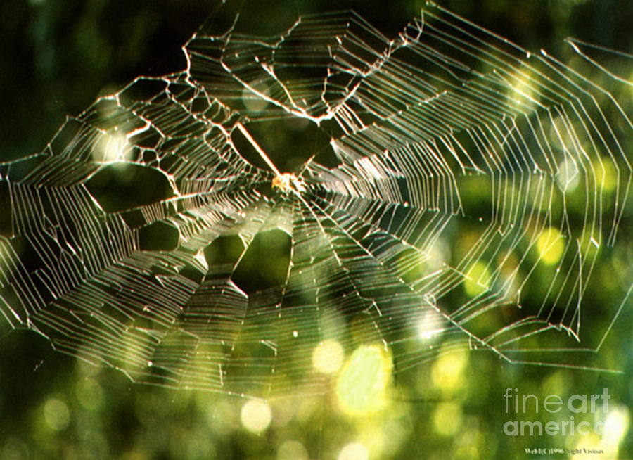 Spider Web Photograph by Cindy Murphy - NightVisions 