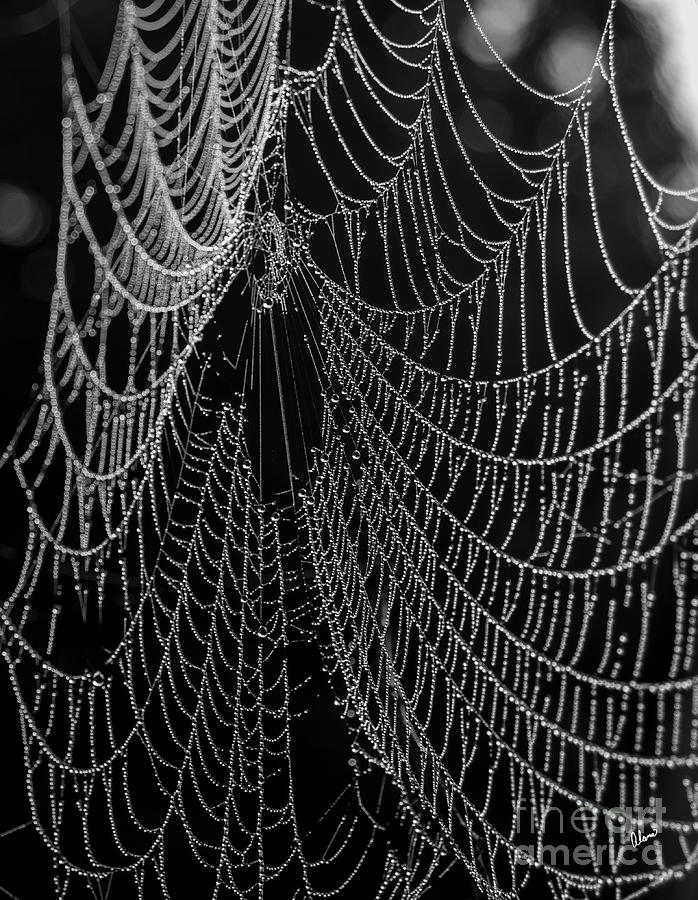 Spider Web Close Up Photograph by Alana Ranney