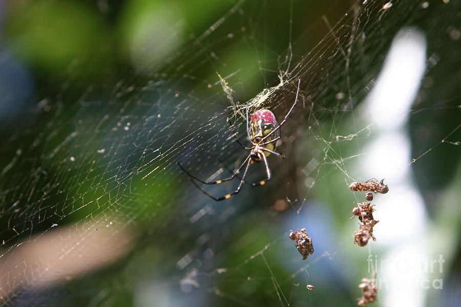Spider web close up Photograph by Hana Shalom