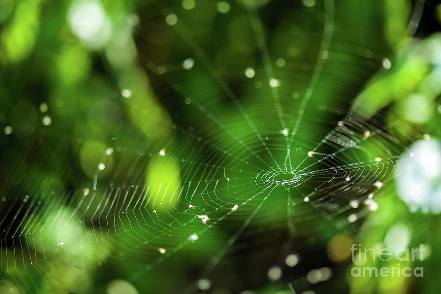 Spider web closeup with selective focus Photograph by Ragnar Lothbrok