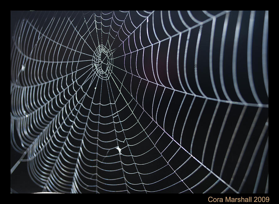 Spider Web Photograph by Cora Marshall | Fine Art America