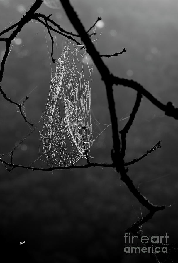 Spider Web Covered In Dew Photograph