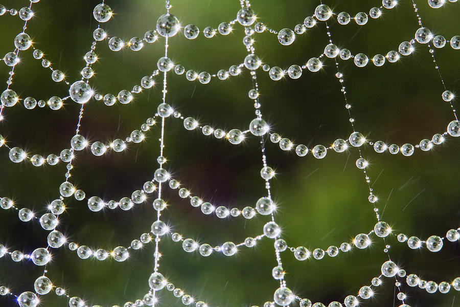 Spider web decorated by morning fog Photograph by William Lee