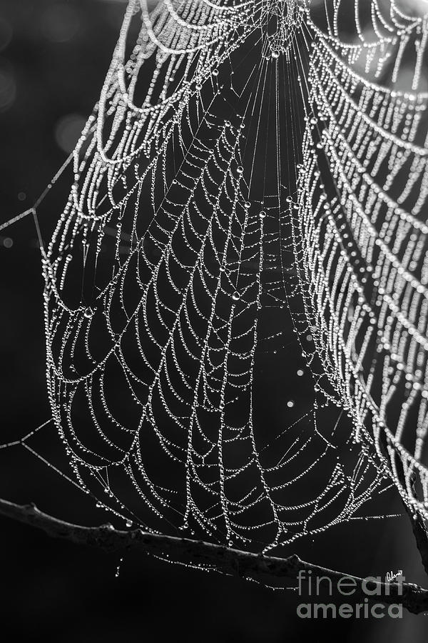 Spider Web Dew Photograph by Alana Ranney