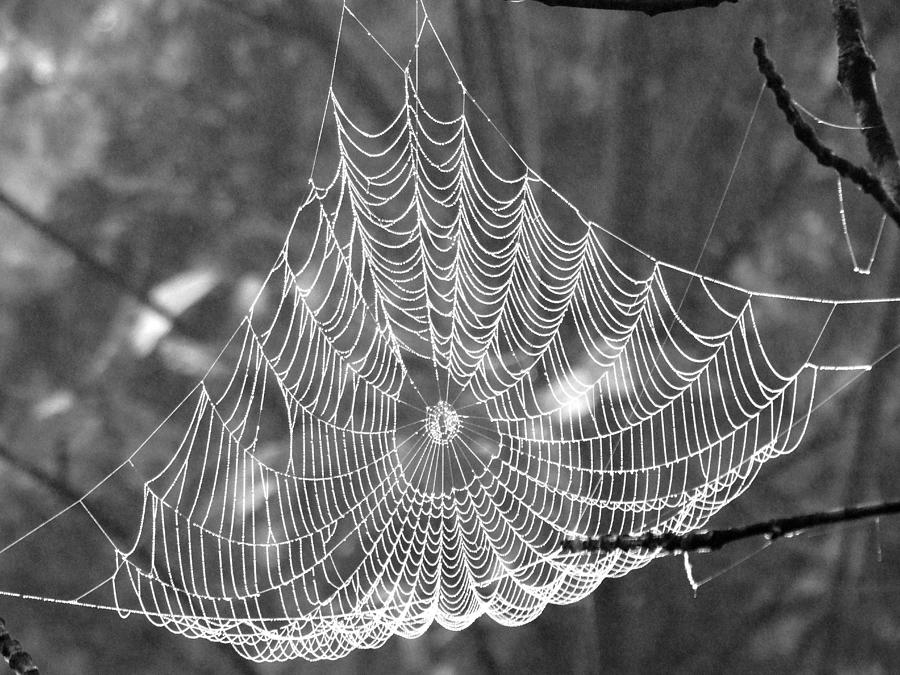 Spider Web Dew B W Photograph by David T Wilkinson