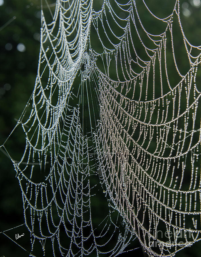 Spider Web Dew II Photograph by Alana Ranney