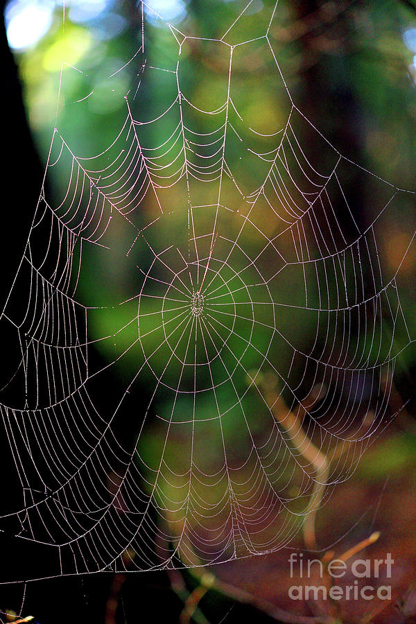 Spider Web Especial Photograph by Terry Elniski