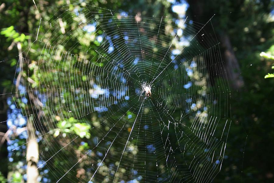 Spider Web Photograph by Flo McKinley - Fine Art America