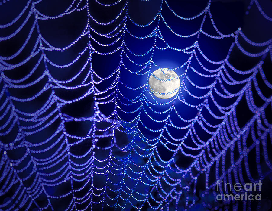 Spider web Photograph by George Robinson