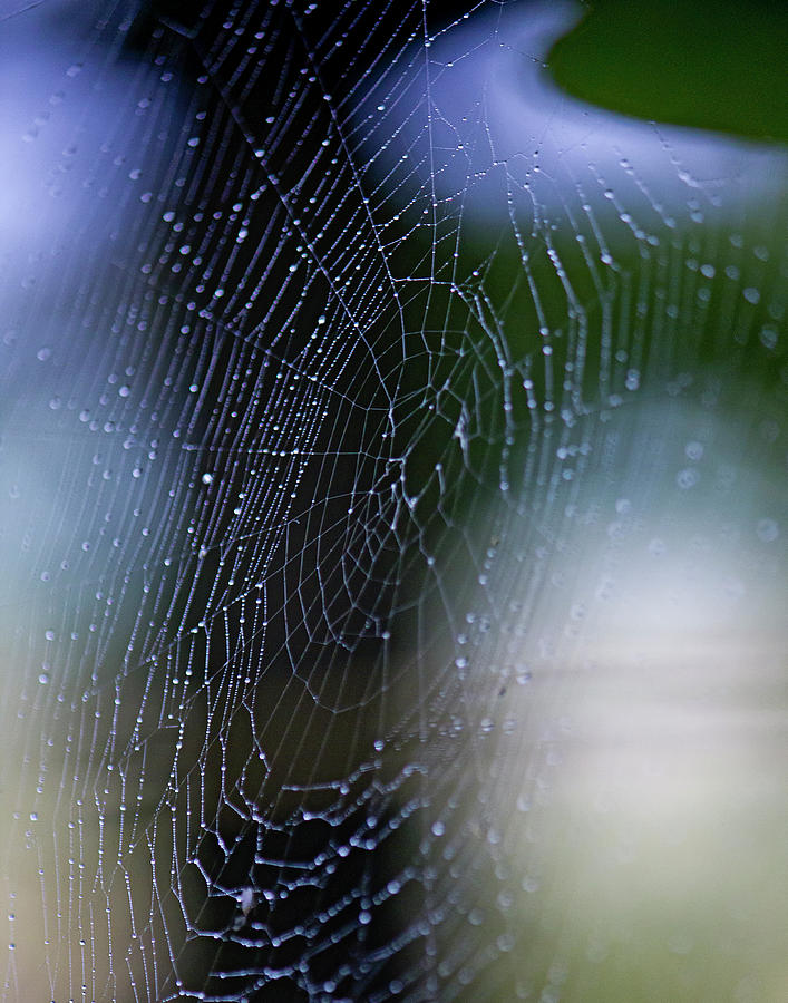 Spider Web Pyrography by Gordan Graham - Pixels