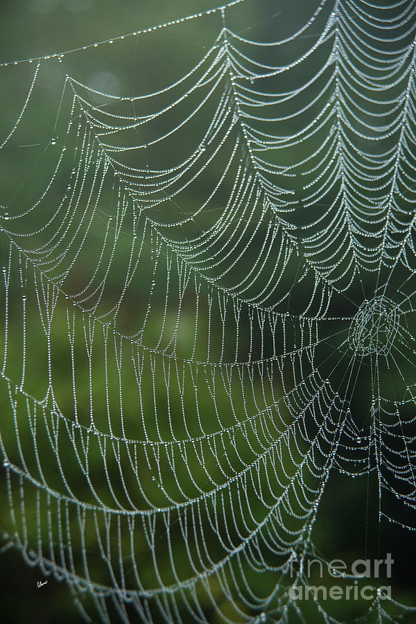Spider Web II Photograph by Alana Ranney