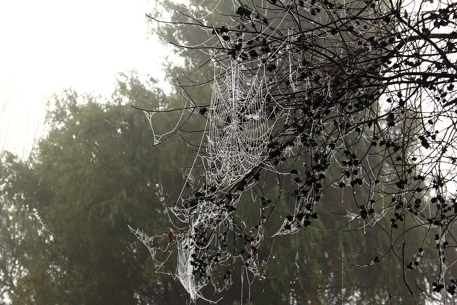 Spider web in a tree Photograph by Elayne Hand - Fine Art America