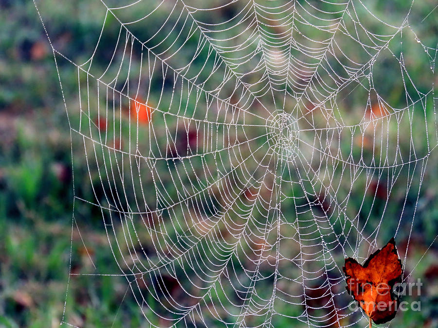 Spider Web in Autumn Photograph by Janice Drew