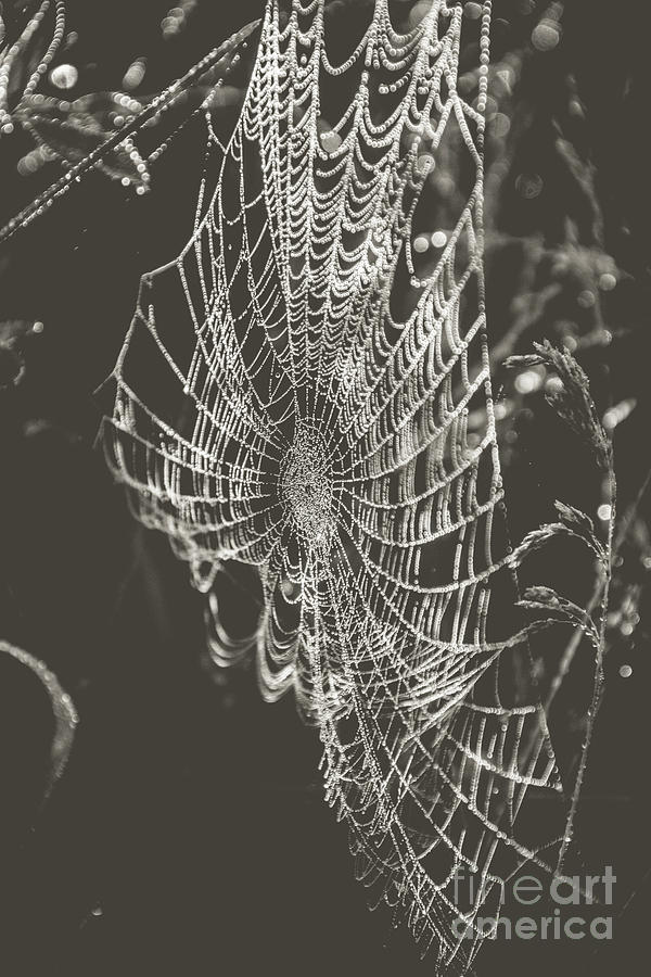 Spider Web in Black and White Photograph by Cheryl Baxter