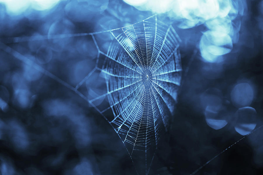 Spider Web Photograph - Spider Web in Blue by Brooke T Ryan