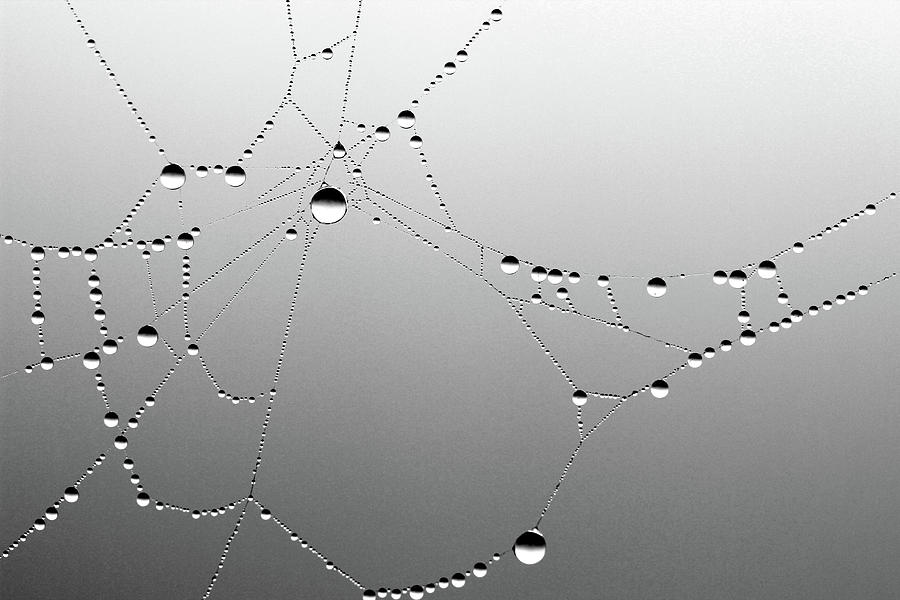 Spider Web in Fog 8 Photograph by Mary Bedy