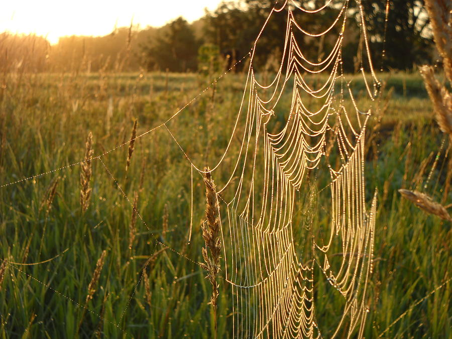 Spider Web in July Dawn Light Photograph by Kent Lorentzen