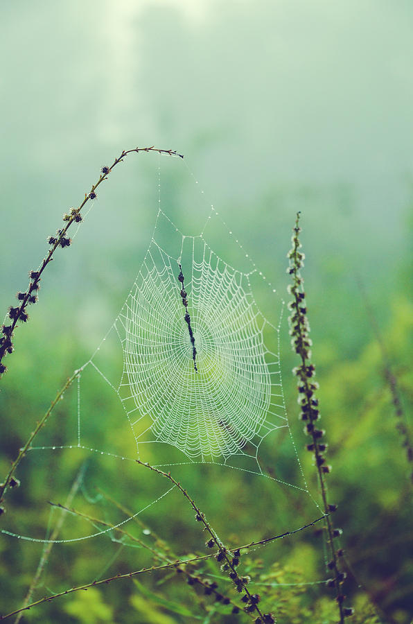 Nature Photograph - Spider Web in Morning Dew by Olivia StClaire
