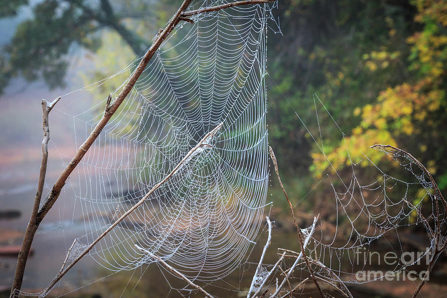 Spider Web in the Fog Photograph by Richard Smith