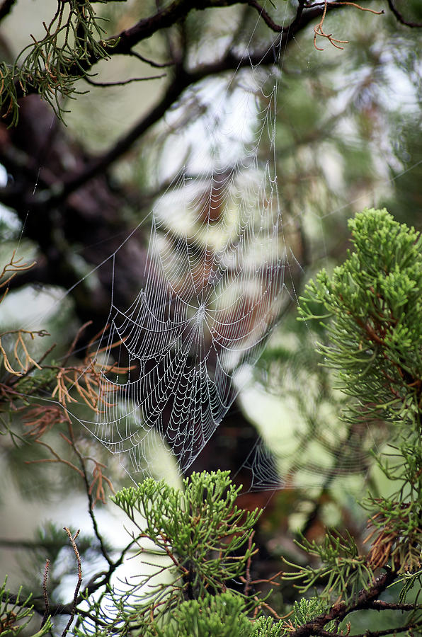Spider Web In Tree Photograph by Willard Killough III - Pixels