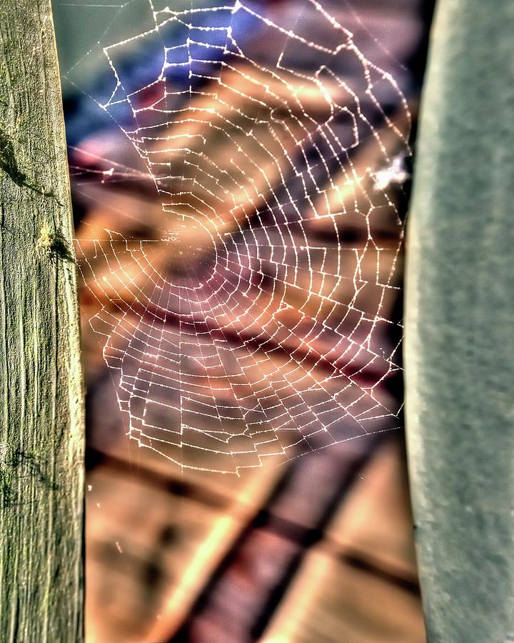 Spider Web Photograph by Jerry Sodorff