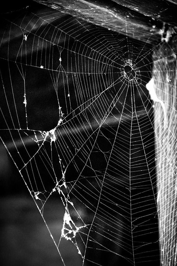 Spider Web Photograph by Juli Ellen