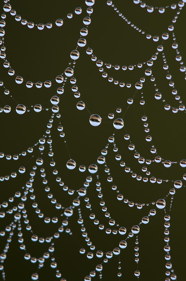 Spider Web Landscapes Photograph by Robert Potts