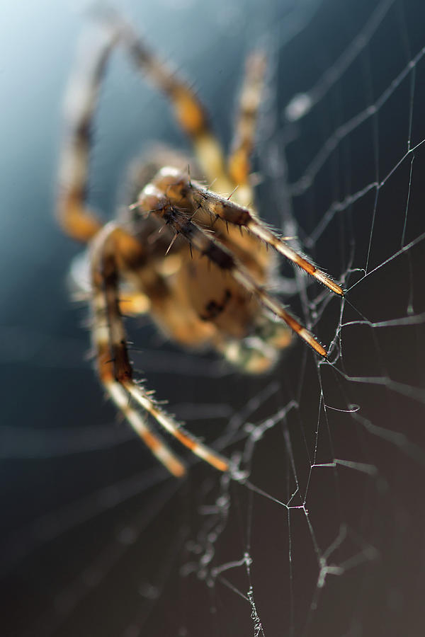 Spider Photograph - Spider Web Light by Irina Safonova