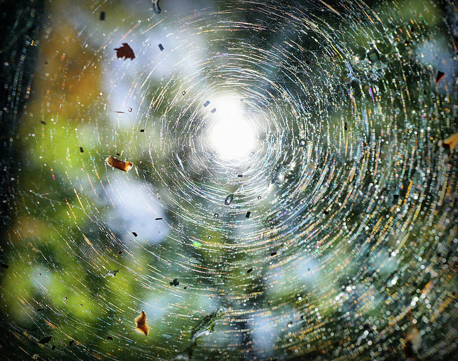 Spider web Photograph by Lilia S