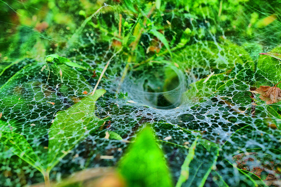 Spider web macro Photograph by Lilia S