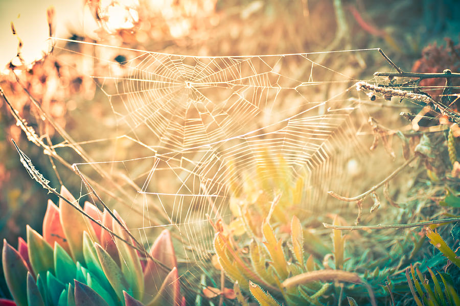 Spider Web Magic Photograph by Priya Ghose