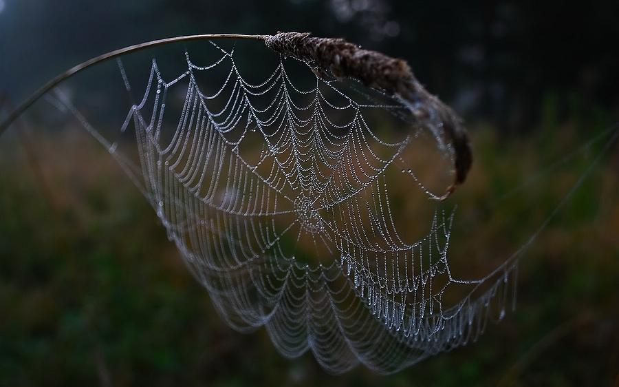 Spider Digital Art - Spider Web by Maye Loeser