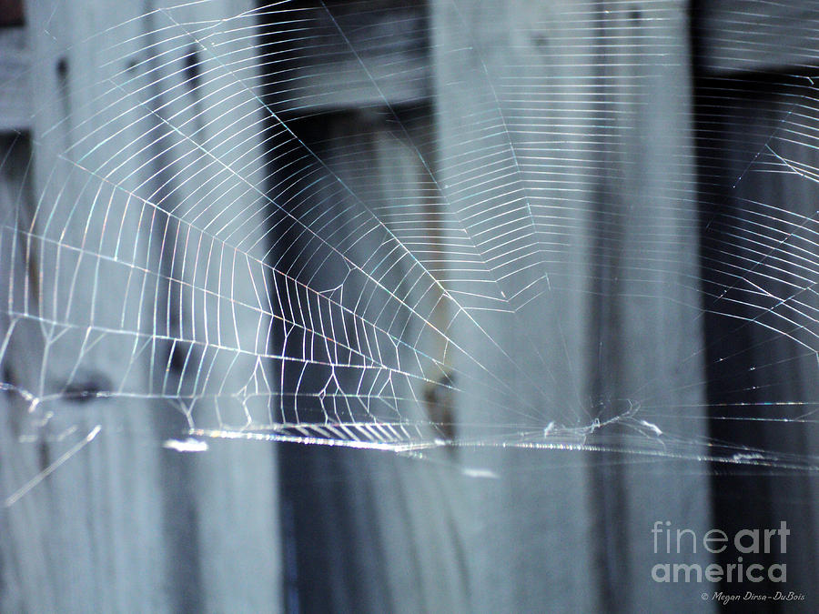 Spider Web Photograph by Megan Dirsa-DuBois