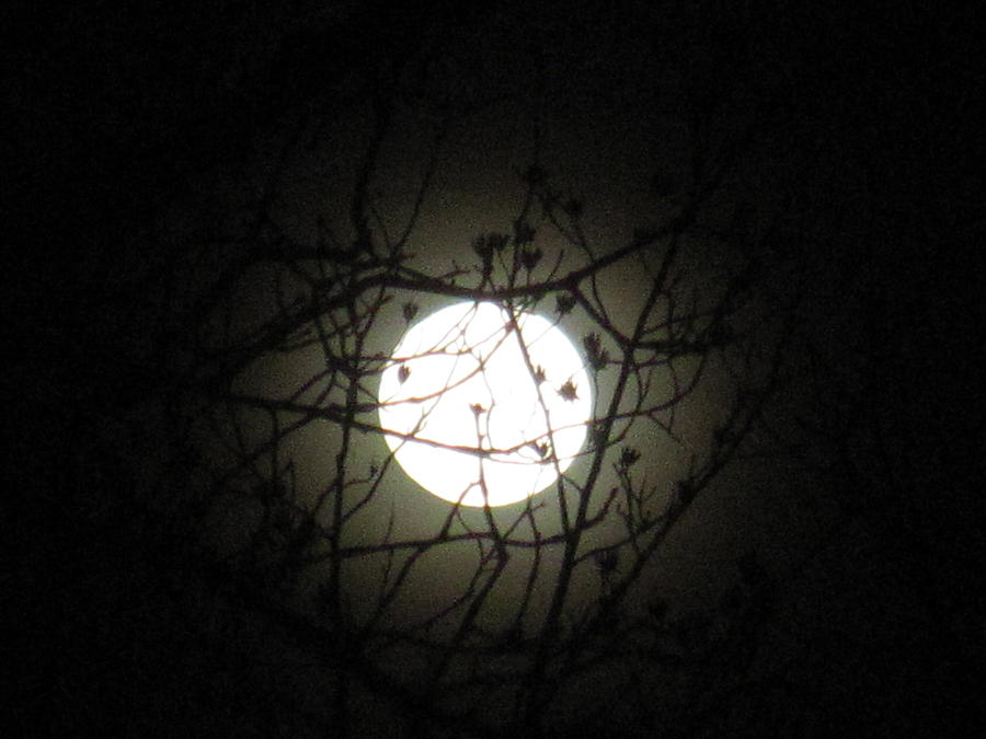 Spider Web Moon Photograph by Betty Buller Whitehead